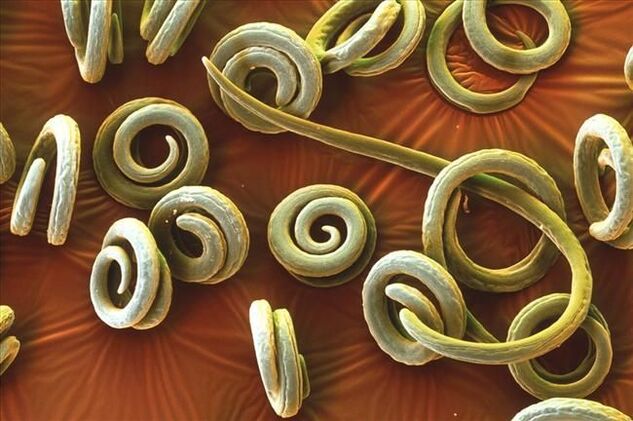 worms in human body