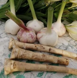 Horsedish and garlic against garlic