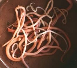 Intestinal parasite