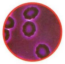 Red blood cell