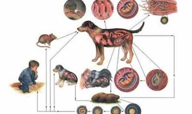 Causes and methods of infection with insects