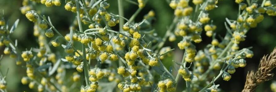 Insecticide
