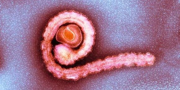 dwarf tapeworm in human body