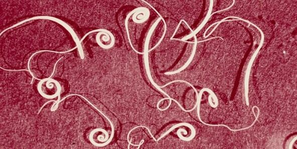 picture of human parasites