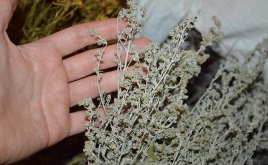 Wormwood against parasites in human body
